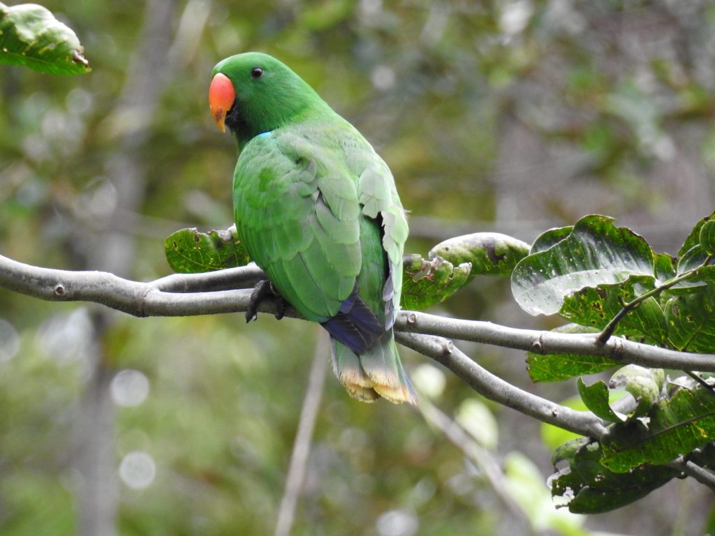 Nuri Bayan jantan (Eclectus roratus roratus) berwarna hijau bertengger di dahan pohon di habitat aslinya.