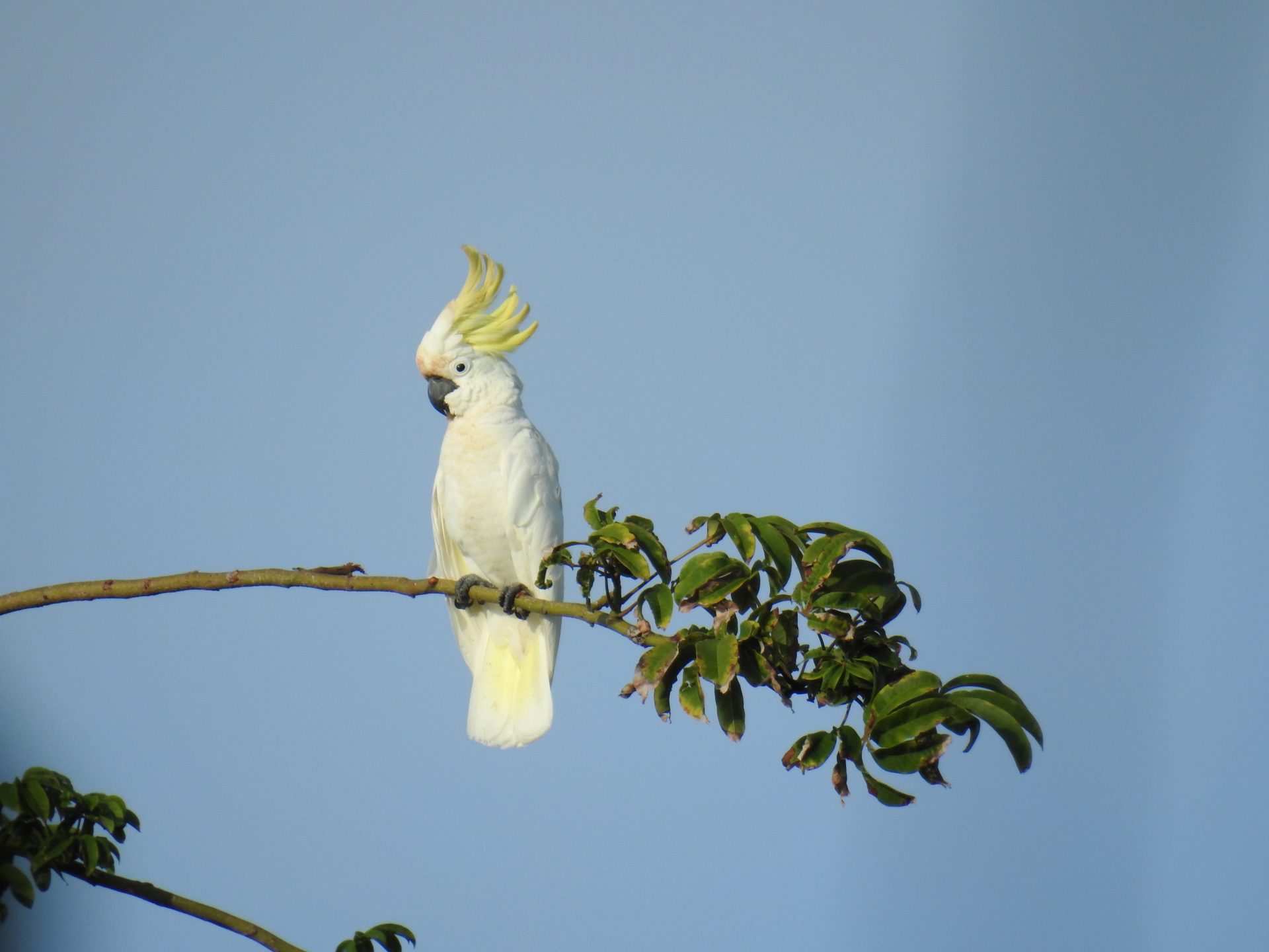 Kakatua kecil jambul kuning (Cacatua sulphurea abbotti) bertengger di ranting pohon.