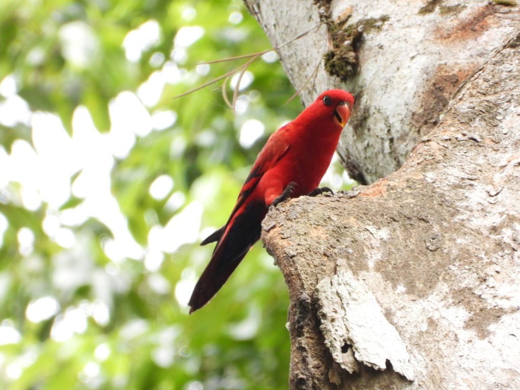 Nuri Maluku (Eos bornea bornea) berwarna merah cerah bertengger di pohon di habitat alaminya.